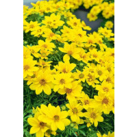 Bidens ´Biggest Sun´ / Dvouzubec, bal. 6 ks sadbovačů