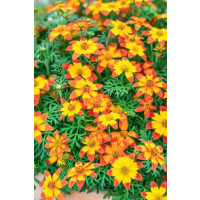 Bidens ´2 Teeth®´M Red Yellow Center´ / Dvouzubec, bal. 3 ks, 3x K7