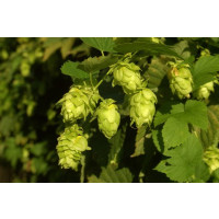 Humulus lupulus BIO / Okrasný chmel, K12