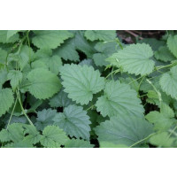 Humulus lupulus BIO / Okrasný chmel, K12
