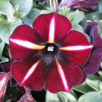 Petunia Prettytoonia® ´Black Cherry Stripes´ / Petunie, K7