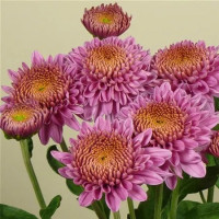 Dendranthema x indicum / Chrysanthemum ´Blenda Purple´ / Chryzantéma / Listopadka indická, bal. 3 ks, 3xK9