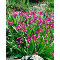 Bletilla hyacinthina ´Pink´/ Zahradní orchidej růžová, I.