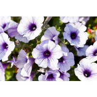 Petunia ´Blue Vein Surfinia®´ / Petunie, K7