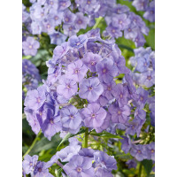 Phlox panic.´Blue Boy´ / Plamenka latnatá fialovomodrá, K9