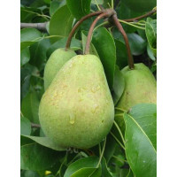 Pyrus communis ´Bohemica´ / Hrušeň, hrušeň planá
