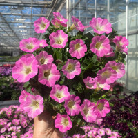 Petunia Prettytoonia® ´Bright Pink´ / Petunie, bal. 6 ks, 6x K7