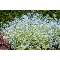 Brunnera macrophylla 'Jack Frost' / Poměnkovec, K13