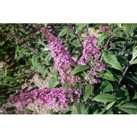 Buddleia davidii ´Pink Delight´ / Komule davidova, motýlí keř, 30-50 cm, C2
