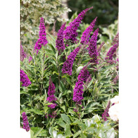Buddleia davidii ´Butterfly Tower´ / Komule Davidova, C2