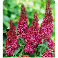 Buddleia davidii ´CANDY - Little Ruby´/ Komule Davidova, C2