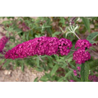 Buddleia davidii ´Royal Red´ / Komule Davidova červená, 40-50 cm, C2