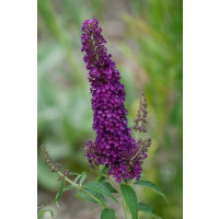 Buddleia d. ´Black Knight´ / Komule Davidova tmavofialová, 40-50 cm, C2