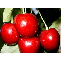 Prunus avium ´Burlat´ / Třešeň, Gisela 5