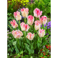 Tulipa ´Cabanna´ / Tulipán, bal. 5 ks, 12/+