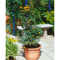Citrus mitis ´Calamondine´ / Citrokumkvát, 30-40 cm, C2