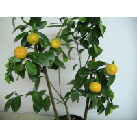 Citrus mitis ´Calamondine´ / Citrokumkvát, 20 cm, K9