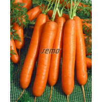 Mrkev karotka velmi raná CARAVEL F1, bal. 0,7 g