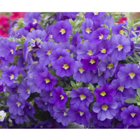 Calibrachoa WFL® Calitastic® ´Indigo´ / Mnohokvěté petunie, bal. 3 ks, 3x K7