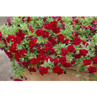 Calibrachoa Sweet Bells® ´Double Red´ / Minipetúnie, K7