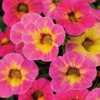 Calibrachoa WFL® Chameleon® ´Tart Deco´ / Mini petúnie, bal. 6 ks, 6x K7