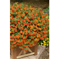 Calibrachoa Million Bells LIA® ´Melon´ / Minipetúnie, K7