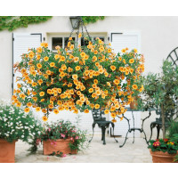 Calibrachoa Sweetbells® Orange
 / Mnohokvětá petunie, K7