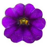 Calibrachoa WFL® PortuCal®´Patio Blue´ / Mnohokvěté petunie, bal. 6 ks, 6x K7