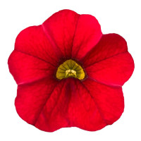 Calibrachoa ´PortuCal´® Patio Red / Minipetúnie, bal. 3 ks, 3x K7