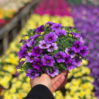 Calibrachoa PortuCal ® ´Blue´ / Mnohokvětá petunie, K7