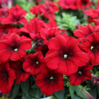Petunia Crazytoonia®´Red Blues´/ Petunie, bal. 3 ks, 3x K7