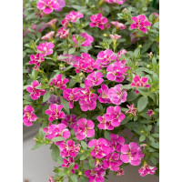 Petunia Calita® ´Double Pink Splash´ / Mini petúnie, bal 3 ks, 3x K7
