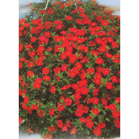 Calibrachoa ´Red Devil´ / Kalibrachoa / Minipetúnie, bal. 6 ks sadbovač.