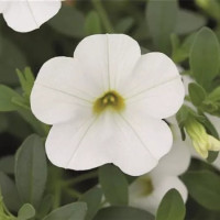 Calibrachoa Calita® ´Compact White´ / Minipetúnie, K7