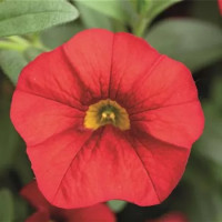 Calibrachoa Calita® ´Red´ / Minipetúnie, bal. 3 ks, 3x K7