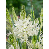 Camassia leichtlinii ´Alba´ / Kamasie bílá, bal. 2 ks, 14/+