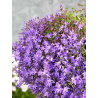 Campanula poscharskyana ´Stella´ / Zvonek Poscharkův, K11