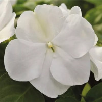 Impatiens Campos® F1 White  / Netýkavka bílá, bal. 6 ks, 6x K7