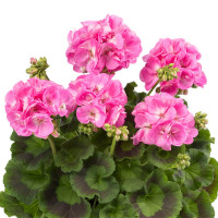 Pelargonium zonale ´Candy Pink´ / Pelargonie páskatá růžová, bal. 6 ks sadbovačů