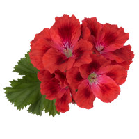 Pelargonium hybr. ´Candy Flowers Scarlet Eye´ / Pelargonie hybrid, K7