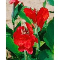 Canna indica ´City of Portland´ / Dosna růžová, I.