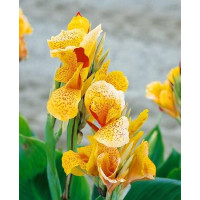 Canna indica ´Picasso´ / Dosna žlutá, I.