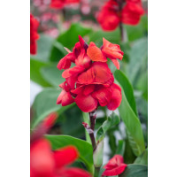 Canna SOL ´Happy Carmen´ / Dosna červená, I.