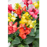 Canna indica ´Mix´ / Kana směs, bal. 3 ks, I.