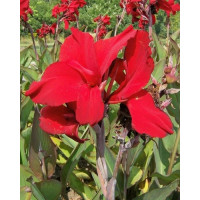 Canna indica ´Red Dazzler´ / Dosna červená, I.