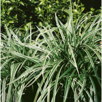Carex morrowii ´Variegata´ / Ostřice japonská, K9