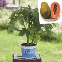 Carica papaya ´Sunnybee®s F1´ / Papája, K9