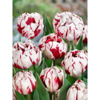 Tulipa ´Carnaval de Nice´ / Tulipán, bal. 5 ks, 11/12