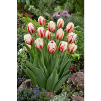 Tulipa ´Carnaval de Rio´ / Tulipán, bal. 10 ks, 11/12