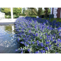 Caryopteris clandonensis ´Blauer Spatz´® / Ořechoplodec clandonský, K9